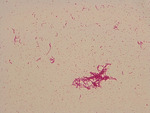 Bacillus Slides